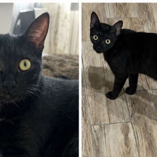 Appello per ritrovare la gattina nera con macchia bianca