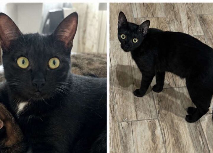 Appello per ritrovare la gattina nera con macchia bianca