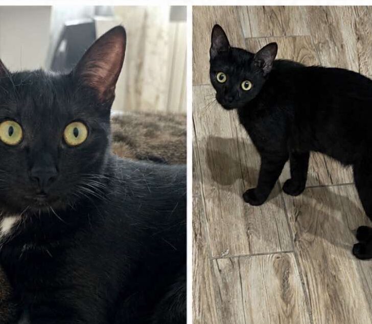 Appello per ritrovare la gattina nera con macchia bianca