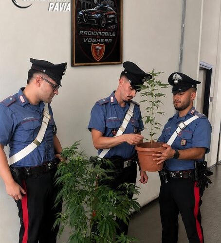Carabinieri intervengono per una lite tra vicini e scoprono due piante di marijuana su un balcone