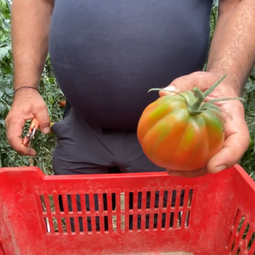 Come riconoscere i pomodori “Cuore di bue” migliori