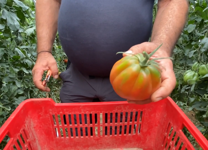 Come riconoscere i pomodori “Cuore di bue” migliori