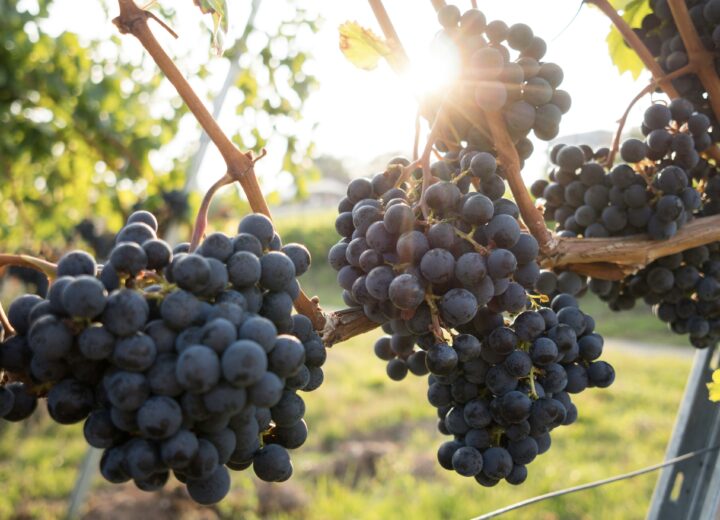 Fiere e sagre in Piemonte: dove andare nel weekend del 17 e 18 ottobre