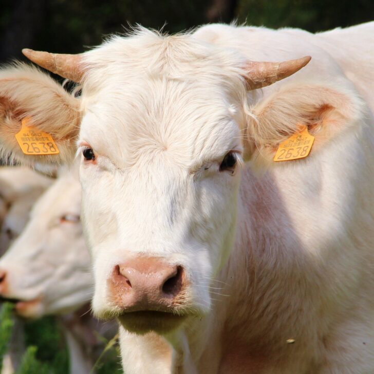 Distretto della Carne Bovina di Razza Piemontese: anche Alessandria firma l’accordo
