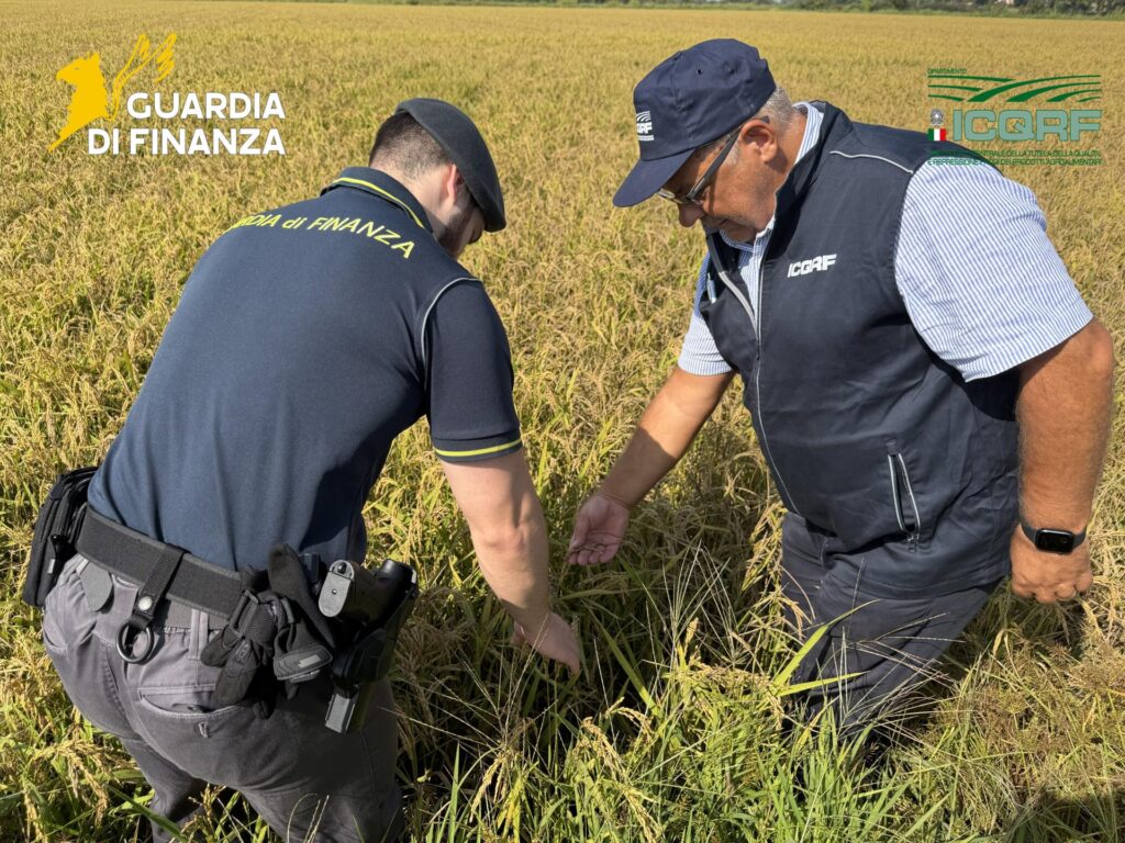 Truffa riso Pavia Finanza