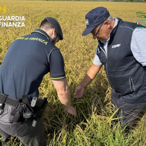 Truffa del riso: 14 aziende pavesi lo spacciavano per bio. Sequestrati 10 milioni di profitti indebiti