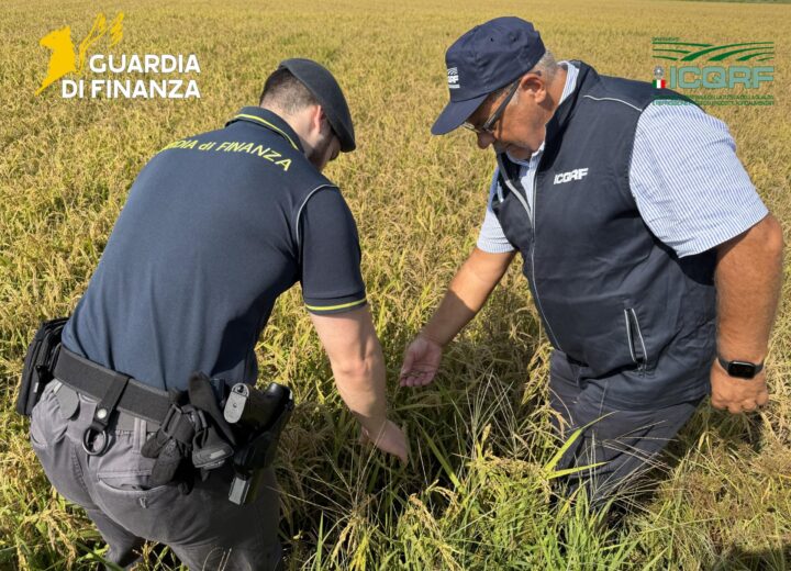 Truffa del riso: 14 aziende pavesi lo spacciavano per bio. Sequestrati 10 milioni di profitti indebiti