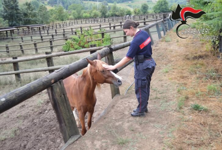 Ridotti pelle e ossa, salvati dodici cavalli nell’Astigiano: ora per loro inizia una nuova vita