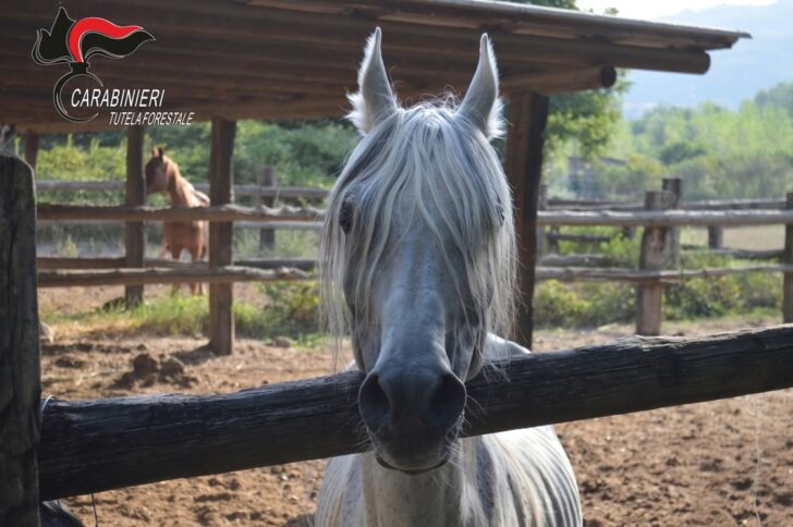 Ridotti pelle e ossa, salvati dodici cavalli nell’Astigiano: ora per loro inizia una nuova vita