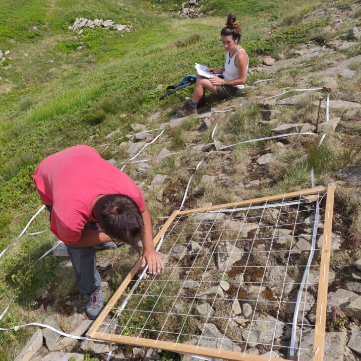 Piante alpine, aumentano le estinzioni sulle vette europee: lo studio che ha coinvolto l’Università di Pavia