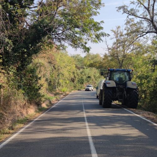 Rimozione di alberi pericolanti sulla strada provinciale tra San Salvatore e Valenza