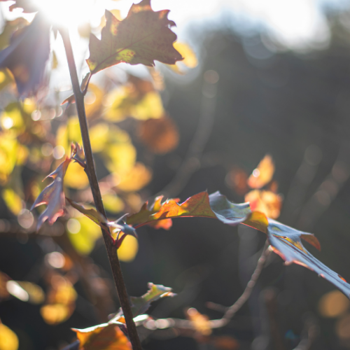 Come El Niño potrebbe influenzare l’autunno e l’inverno in Piemonte
