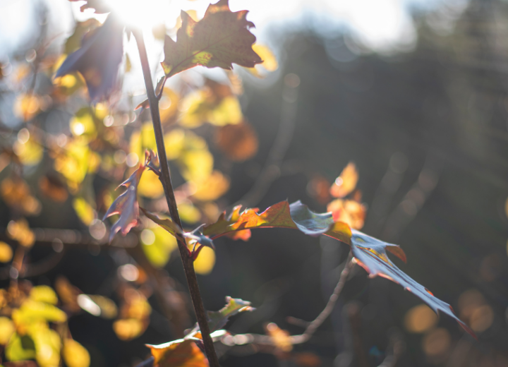 Come El Niño potrebbe influenzare l’autunno e l’inverno in Piemonte