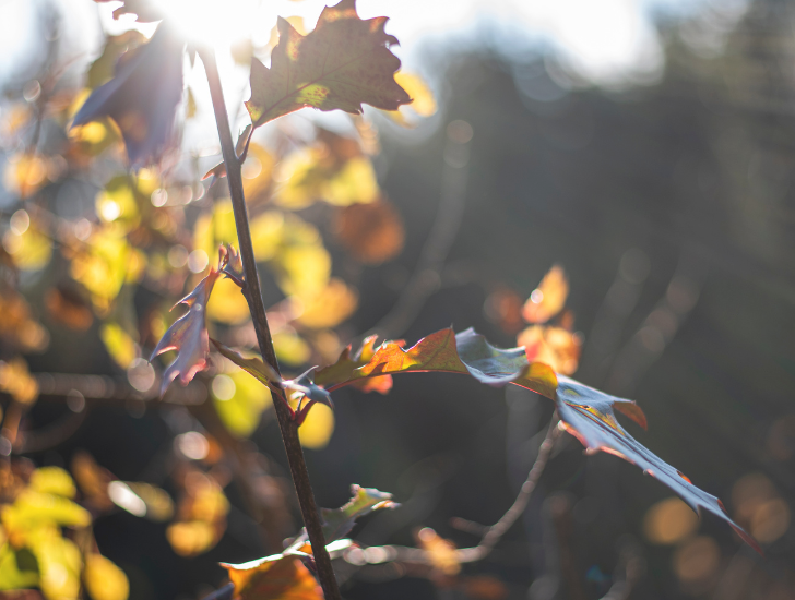 Come El Niño potrebbe influenzare l’autunno e l’inverno in Piemonte