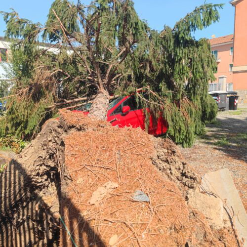 Ad Alessandria otto alberi abbattuti dalle raffiche di vento: tagliate altre tre piante perché danneggiate