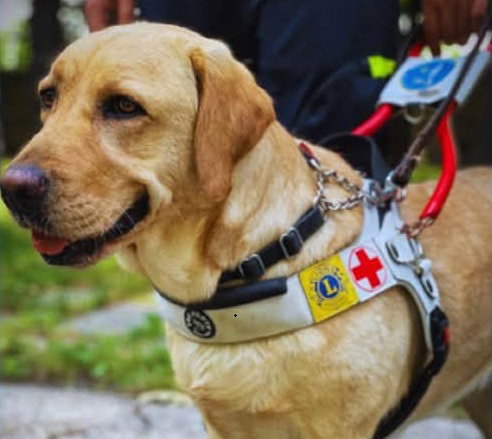 “Al mio fianco, sulla mia strada”: a Pavia i cani guida Lions mostrano come nasce un percorso di autonomia