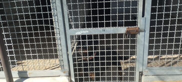 Cinquecento persone alla “Festa a 4 zampe” di Alessandria: porte aperte al canile Cascina Rosa