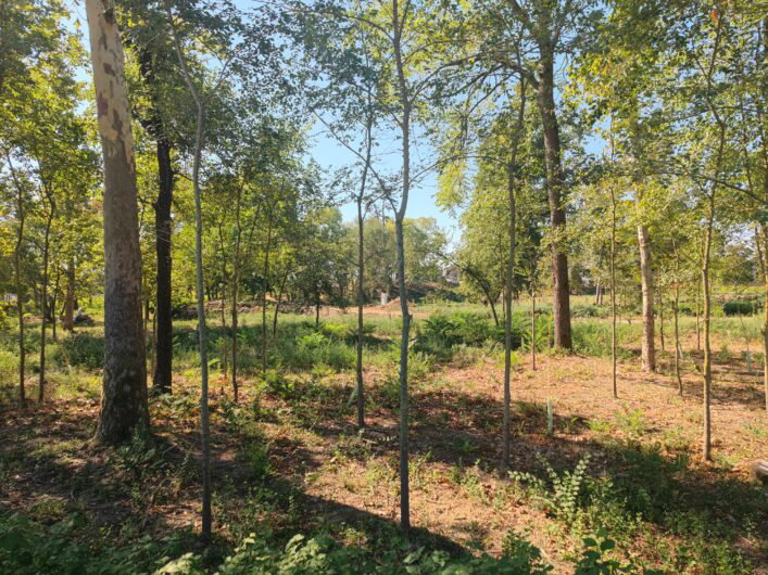 Il nuovo Parco Marengo riaprirà in primavera: lavori quasi finiti
