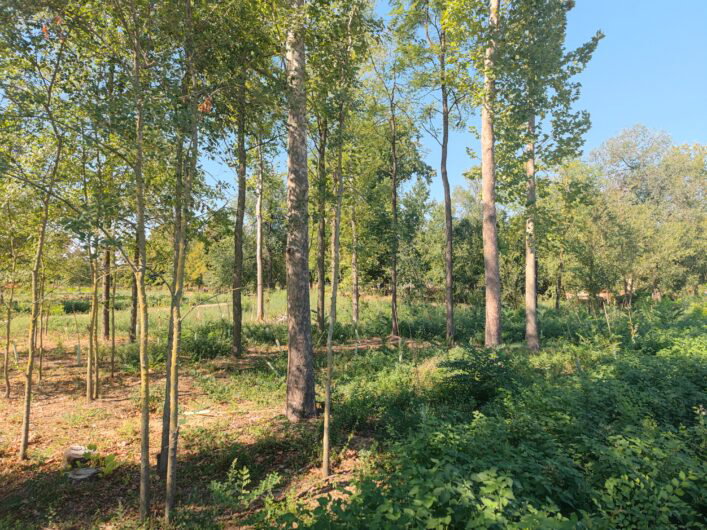 Il nuovo Parco Marengo riaprirà in primavera: lavori quasi finiti