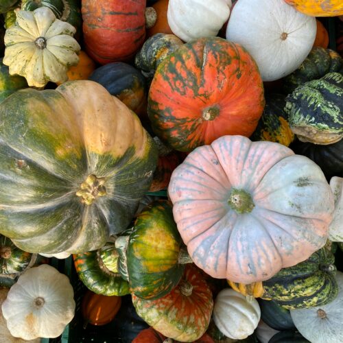 Fiere e sagre in Piemonte: gli appuntamenti del weekend tra vino, miele, zucche e sapori d’autunno
