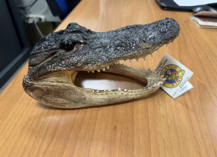 Atterra a Torino e con sé ha una testa di coccodrillo di una specie in via di estinzione