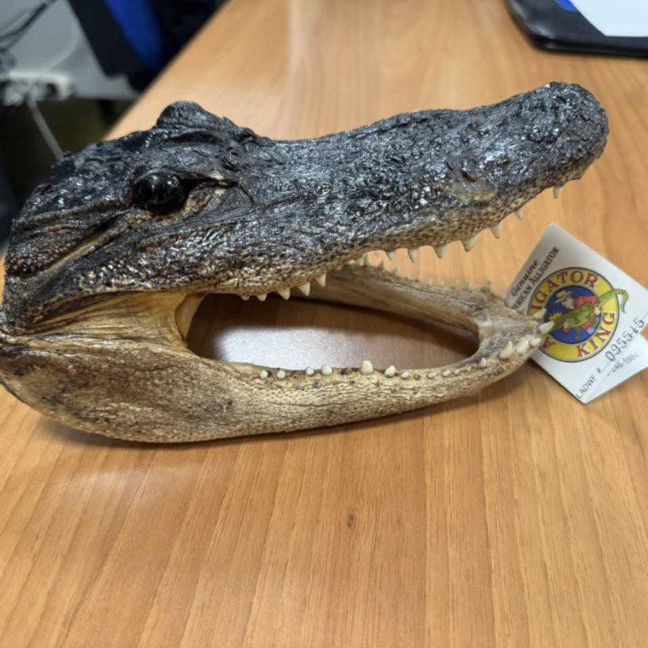 Atterra a Torino e con sé ha una testa di coccodrillo di una specie in via di estinzione