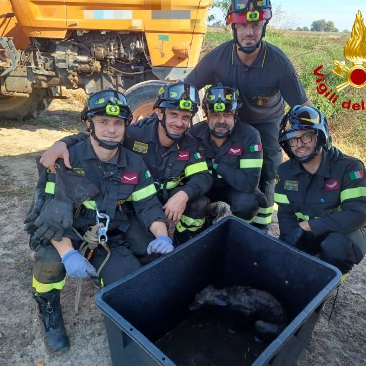 Volpe resta intrappolata in una vasca di liquami: salvata dai Vigili del Fuoco di Pavia