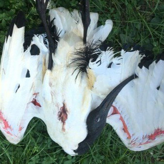 Ibis morti nel Parco dei Bambini a Novara: ripartono le polemiche