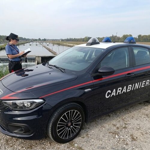Maxi furto di pesce da un’azienda ittica di Gravellona Lomellina: cinque persone denunciate