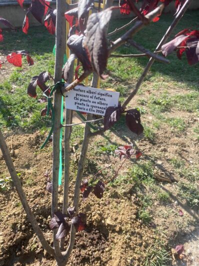 Progetto “Alberiamo Alessandria”: messi a dimora un ginkgo biloba e tre ciliegi