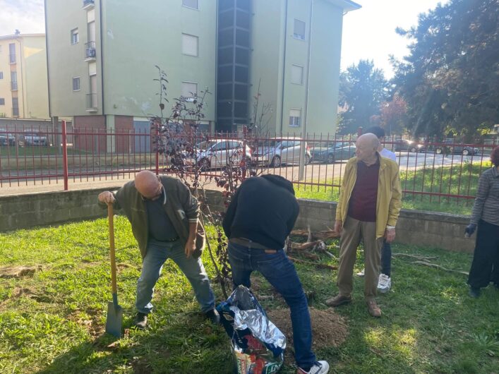 Progetto “Alberiamo Alessandria”: messi a dimora un ginkgo biloba e tre ciliegi