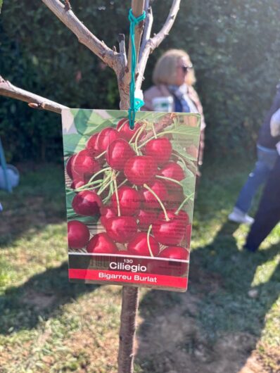 Progetto “Alberiamo Alessandria”: messi a dimora un ginkgo biloba e tre ciliegi