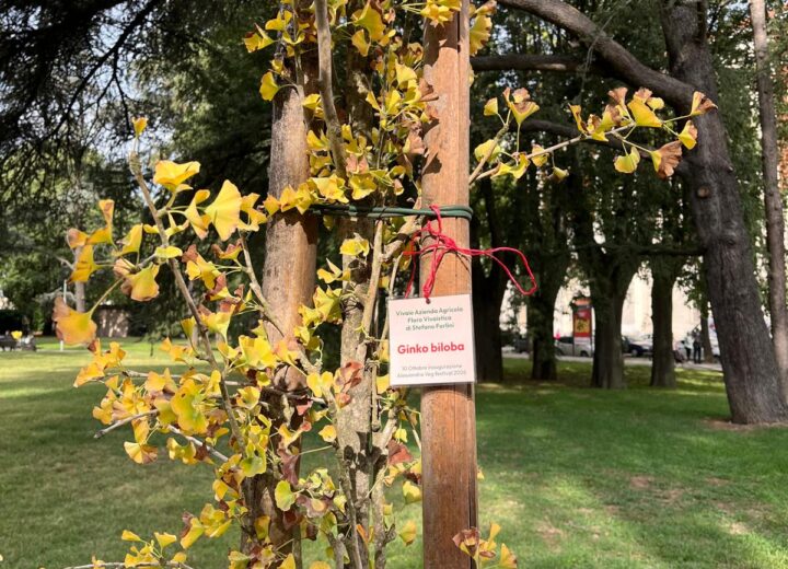 Progetto “Alberiamo Alessandria”: messi a dimora un gingko biloba e tre ciliegi