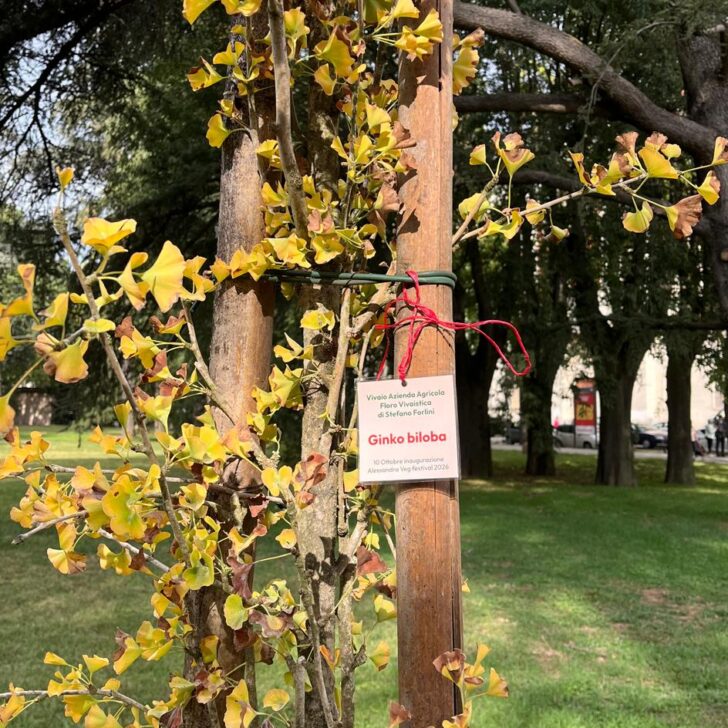 Progetto “Alberiamo Alessandria”: messi a dimora un ginkgo biloba e tre ciliegi