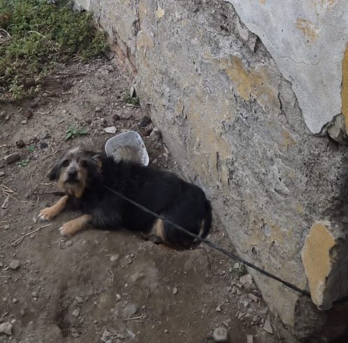 Cagnolino tenuto legato fuori per paura che facesse danni. Salvato dall’OIPA, ora attende una nuova famiglia