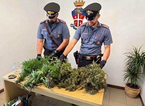 Odore di marijuana nella via e i Carabinieri scoprono le piante nell’orto