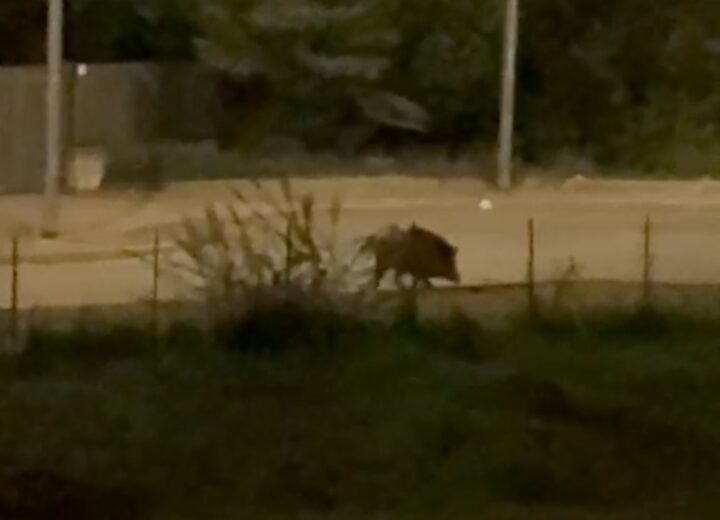 Avvistato un altro cinghiale al quartiere Cristo di Alessandria