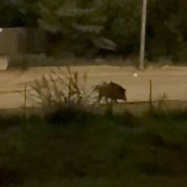 Avvistato un altro cinghiale al quartiere Cristo di Alessandria