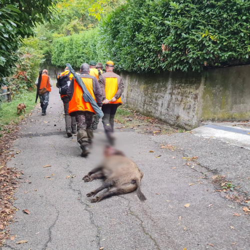 Cinghiale abbattuto e trascinato sull’asfalto a Stazzano: la Lega Antivivisezionista denuncia i cacciatori
