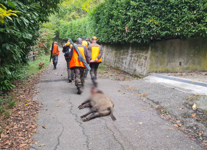 Cinghiale abbattuto e trascinato sull’asfalto a Stazzano: la Lega Antivivisezionista denuncia i cacciatori