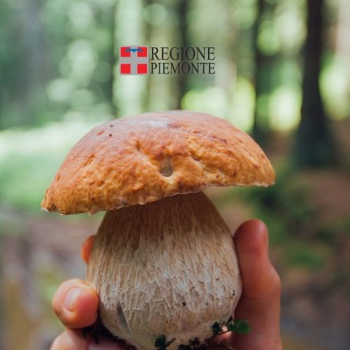 Funghi, in Piemonte 30 casi di intossicazione o intolleranza nel 2025: le regole per una raccolta sicura