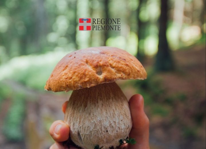 Funghi, in Piemonte 30 casi di intossicazione o intolleranza nel 2025: le regole per una raccolta sicura