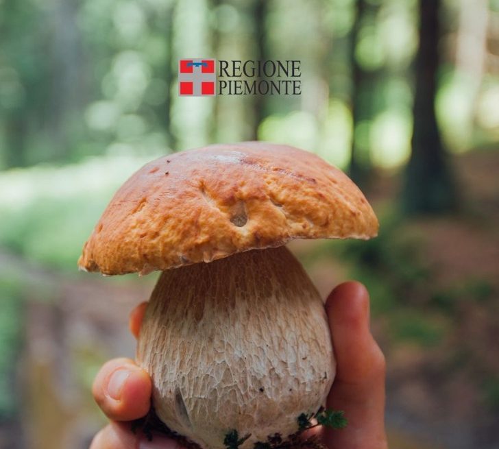 Funghi, in Piemonte 30 casi di intossicazione o intolleranza nel 2025: le regole per una raccolta sicura
