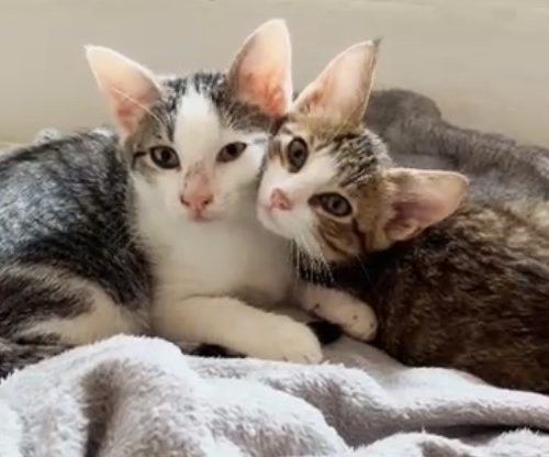 Cittadini ovadesi aiutano Novi: grazie a loro 17 gattini trovano casa