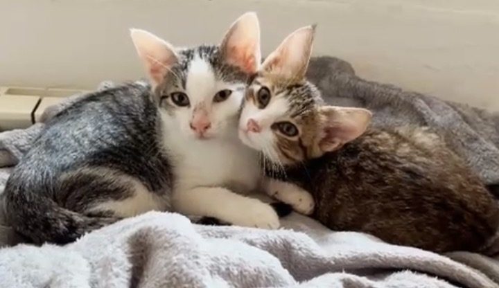 Cittadini ovadesi aiutano Novi: grazie a loro 17 gattini trovano casa