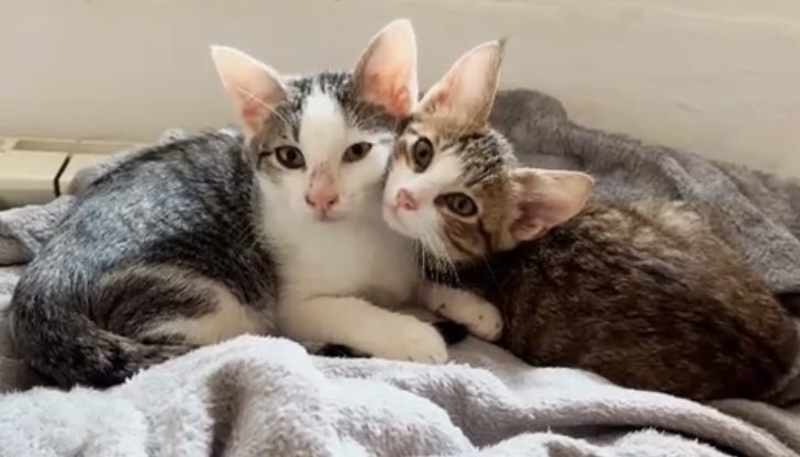 Cittadini ovadesi aiutano Novi: grazie a loro 17 gattini trovano casa