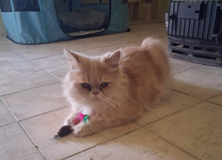 Abbandonato da almeno 10 giorni: gatto recuperato a Morano Po
