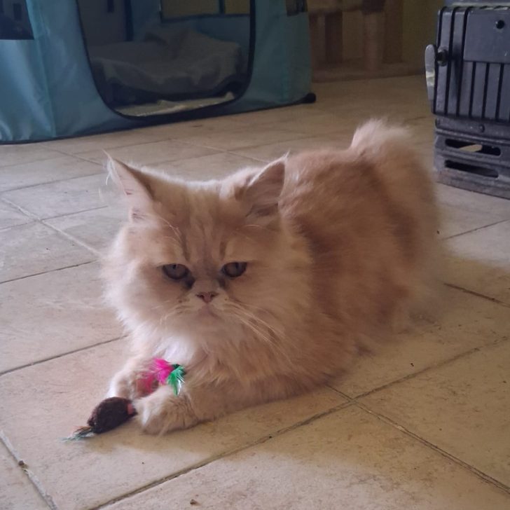 Abbandonato da almeno 10 giorni: gatto recuperato a Morano Po