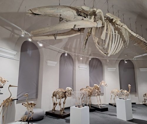 Al Museo Kosmos di Pavia apre la Galleria degli Scheletri e per Halloween arriva la Skeleton Night